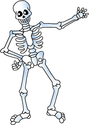 Skeleton